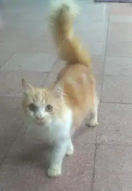 Kucing Persia 5 bulan