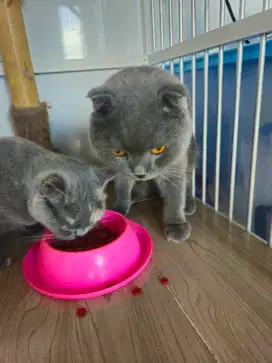 Di jua sepasang kucing Scottish bersama kandangnya