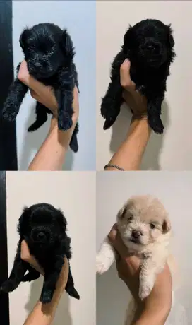 Pompoo (Pom x Poodle)