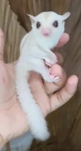 Sugar Glider Creamino Joey