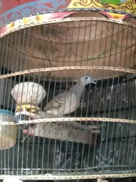 harap di baca perkutut lokal alam manggung ngunci