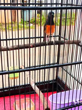 Negoo..Murai Amunisi Jual Cepat karna ada keperluan keluarga