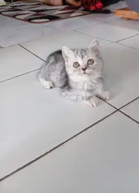 BSH/British shorthair silver