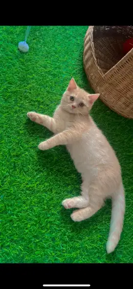 Kucing Kitten British shorthair