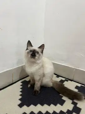 Kucing ragdoll gosong