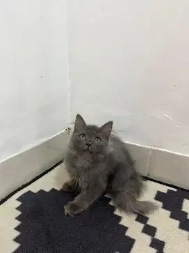 Kucing persia mix bsh