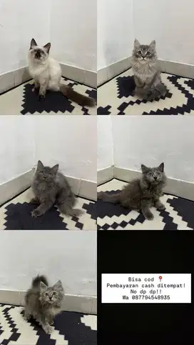Kucing persia himalaya norwegian