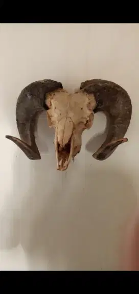 Patung kepala Kambing Garut ASLi