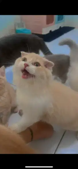 Kucing Kitten Scottishfold sh