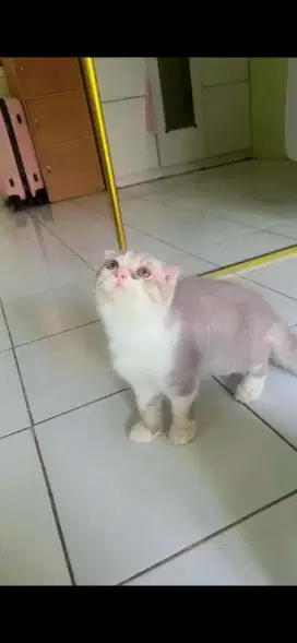 Kucing Kitten Scottisfold sh