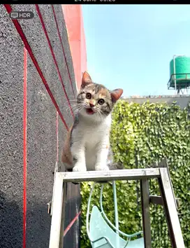 British short hair BSH Kitten Nonped