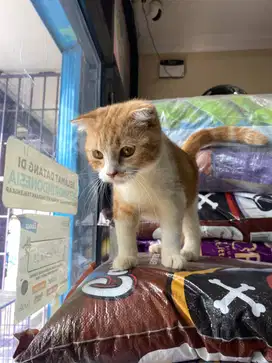 Siap Diadopsi! Soji Kucing Jantan – Scottish Fold Mix Aktif & Lucu
