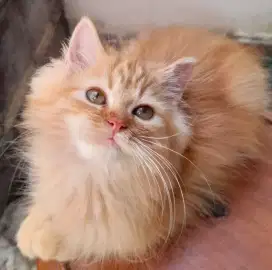 Kitten Persia. Jantan 4 bulan
