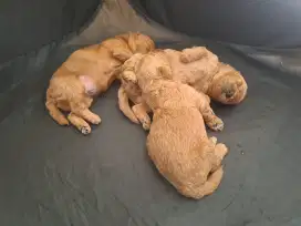Puppy Poodle Jantan