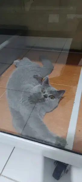 Kucing Brithis Short Hair