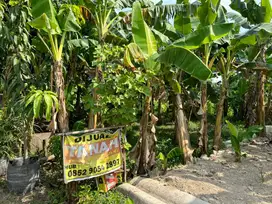 Jual Tanah Cepat Daerah Tenggeles Kudus