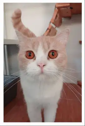 Siap Diadopsi! Goku – Kucing Jantan British Shorthair Mix Cream Putih