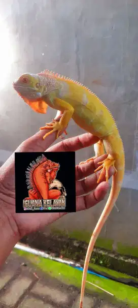 Iguana aLbino Poshet Snow [ jantan ]