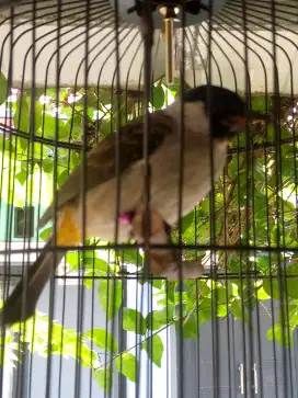Burung kutilang rawatan