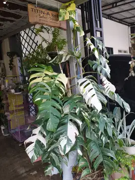 Dijual Tanaman Hias Monstera Ekor Naga Varigata.