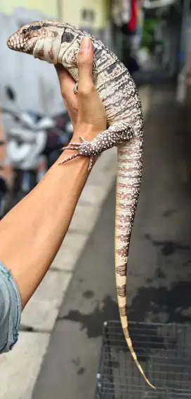 tegu chared betina
