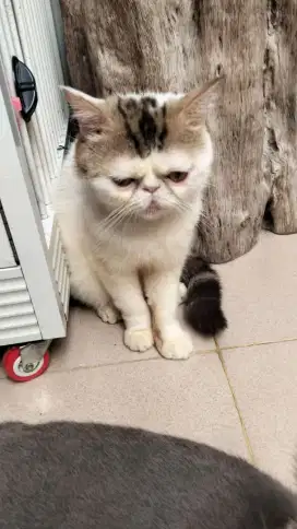 Peaknose Shorthair/keturunan BSH