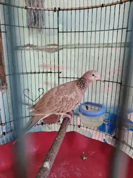 Tekukur kuk 2 warna merah, video di WA