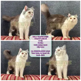 Kucing Bsh x Ragdoll (koleksi pribadi)