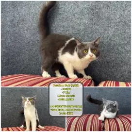 Kucing Persia mix Bsh (abu putih)