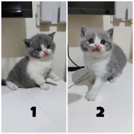Kucing British Short Hair (BSH) KITTEN.