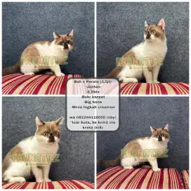 Kucing Bsh mix (cinnamon)