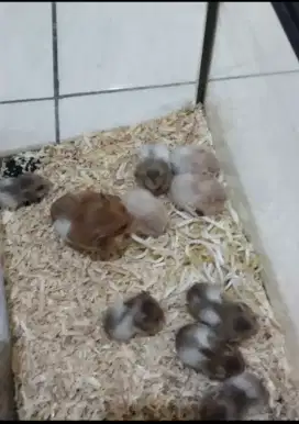 Hamster hamster
