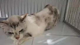 Siap Diadopsi – Chibby Kucing Betina Dewasa Tenang & Manja