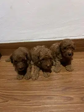 Dijual anjing poodle red, apricot, putih, parti