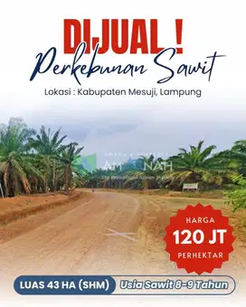 Dijual Cepat Kebun Sawit Produktif di Tulang Bawang