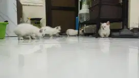 Kucing munchkin Himalaya kucing cebol