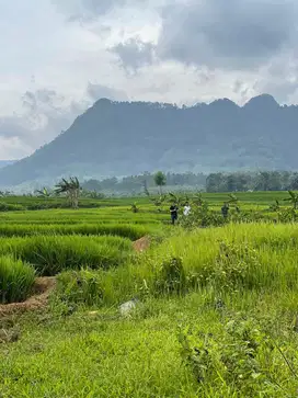 Dijual Tanah Cocok Buat Usaha Di Puncak 2 Bogor