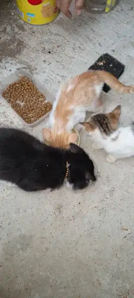 Dijual 3 Ekor Kitten Persimixdom