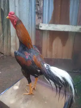 Ayam Bangkok klasik 8 bulan