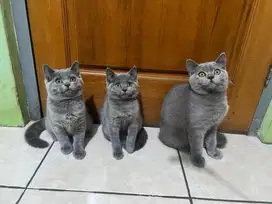 KUCING BRITISH SHORTHAIR BSH KITTEN