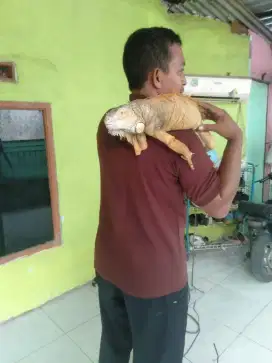Iguana pasangan