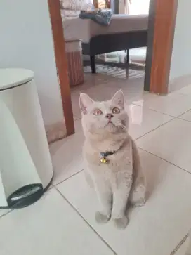 Kucing BSH Murni