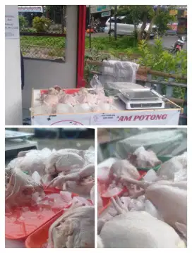 ayam potong segar murah