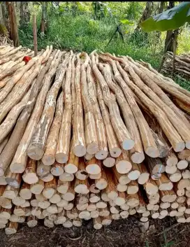 Kayu dolken puspa - kayu puspa diameter 10cm