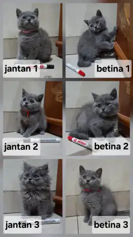 Kitten anak kucing BSH pure blue nonped