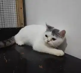 Kucing bsh british shorthair british short hair