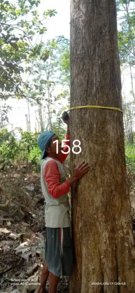 Jual Pohon Jati