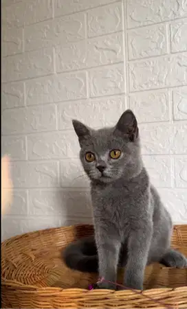 Kucing kitten British Shorthair Bluesolid