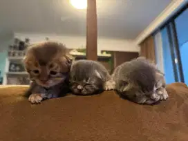 Kucing Kitten Scottish Fold Import Pure Breed