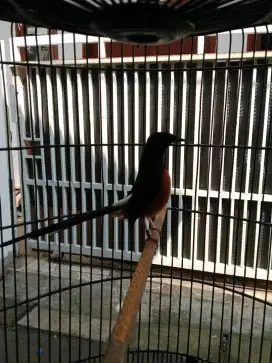 Burung murai batu gacor